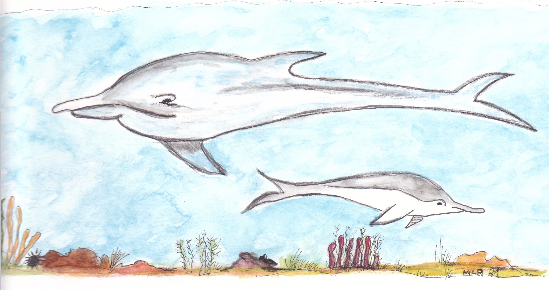 Dibuix dofí